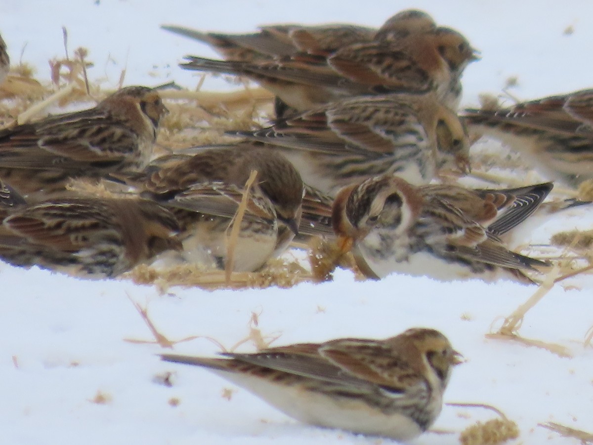Lapland Longspur - ML646135234