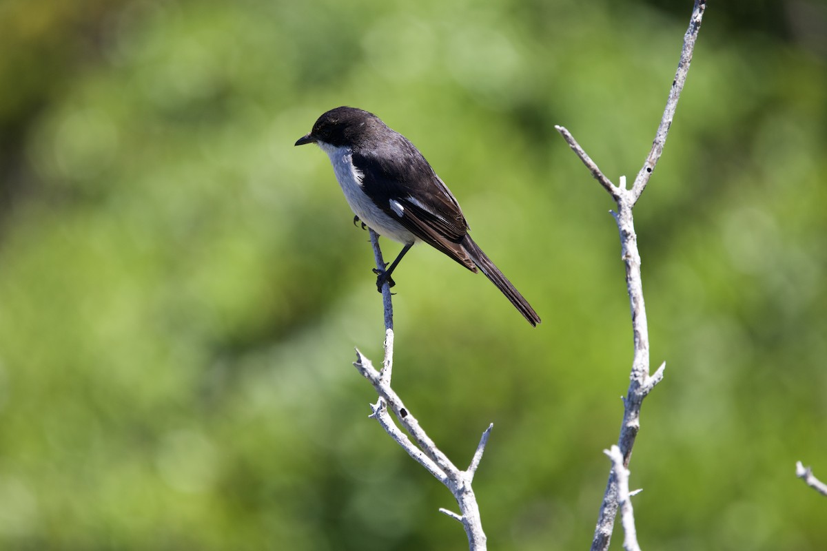 Fiscal Flycatcher - ML646135239