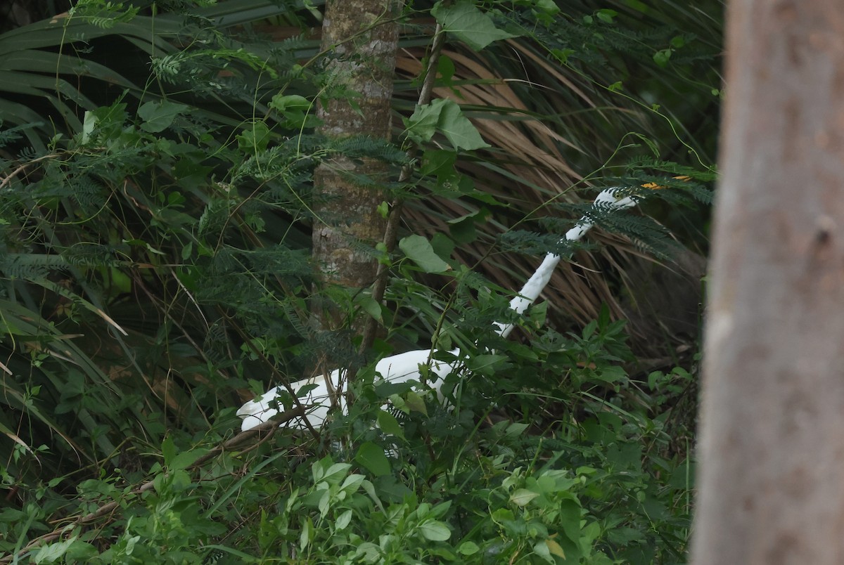 Great Egret - ML646135241