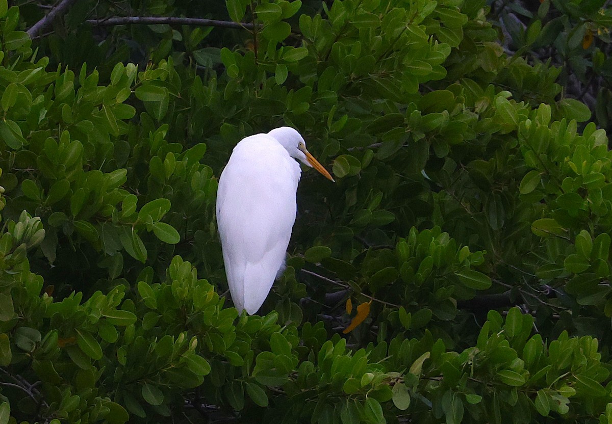 Great Egret - ML646135242