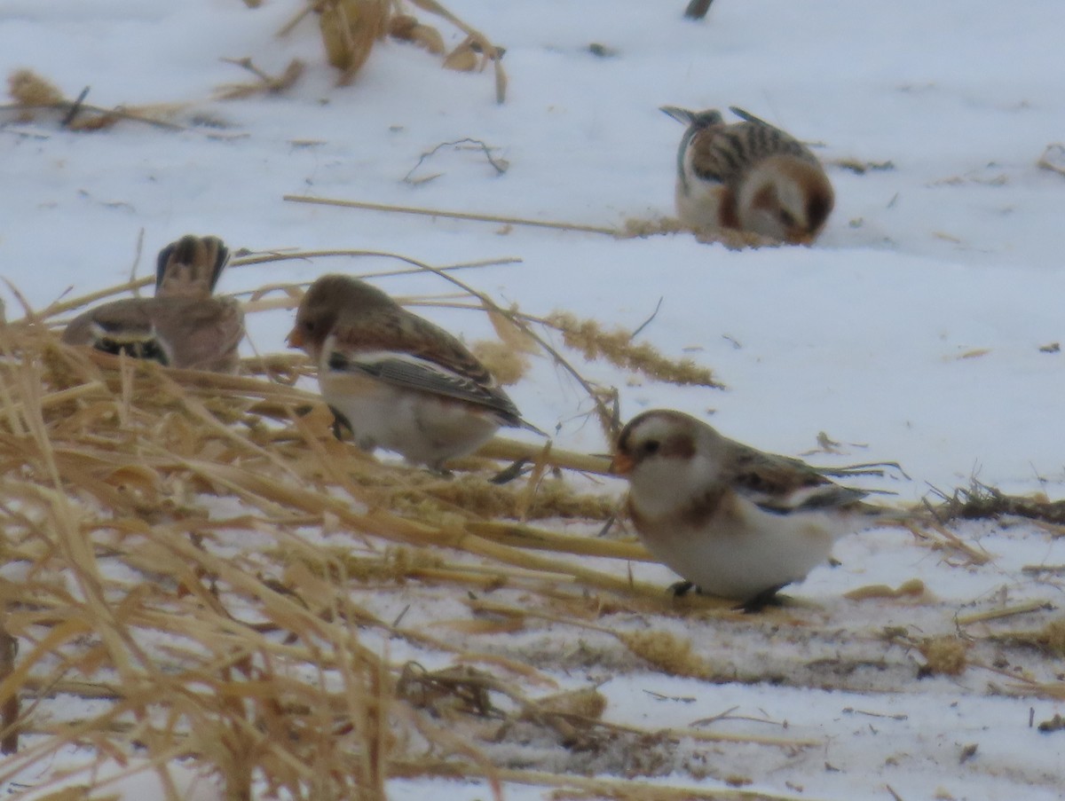 Snow Bunting - ML646135243