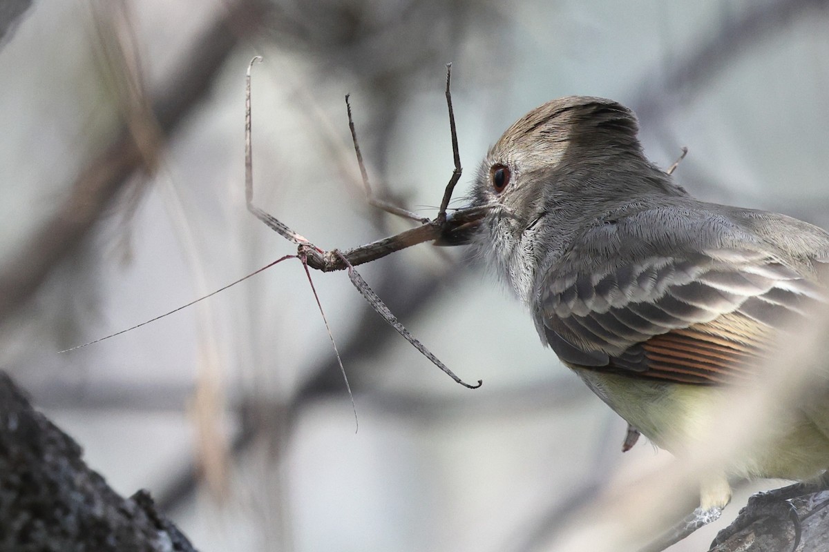 Nutting's Flycatcher - ML646135245