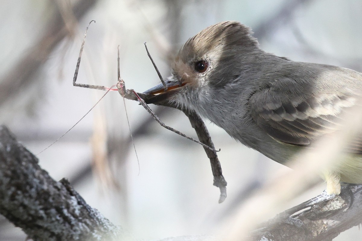Nutting's Flycatcher - ML646135246