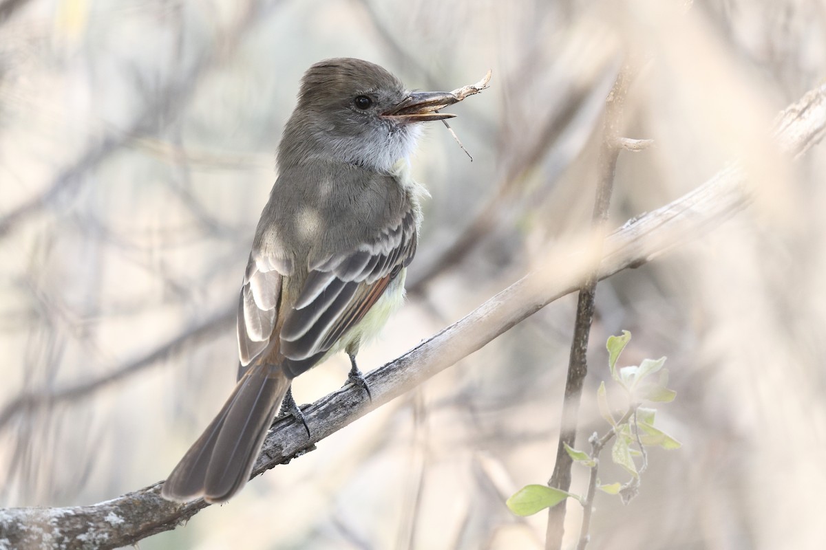 Nutting's Flycatcher - ML646135247