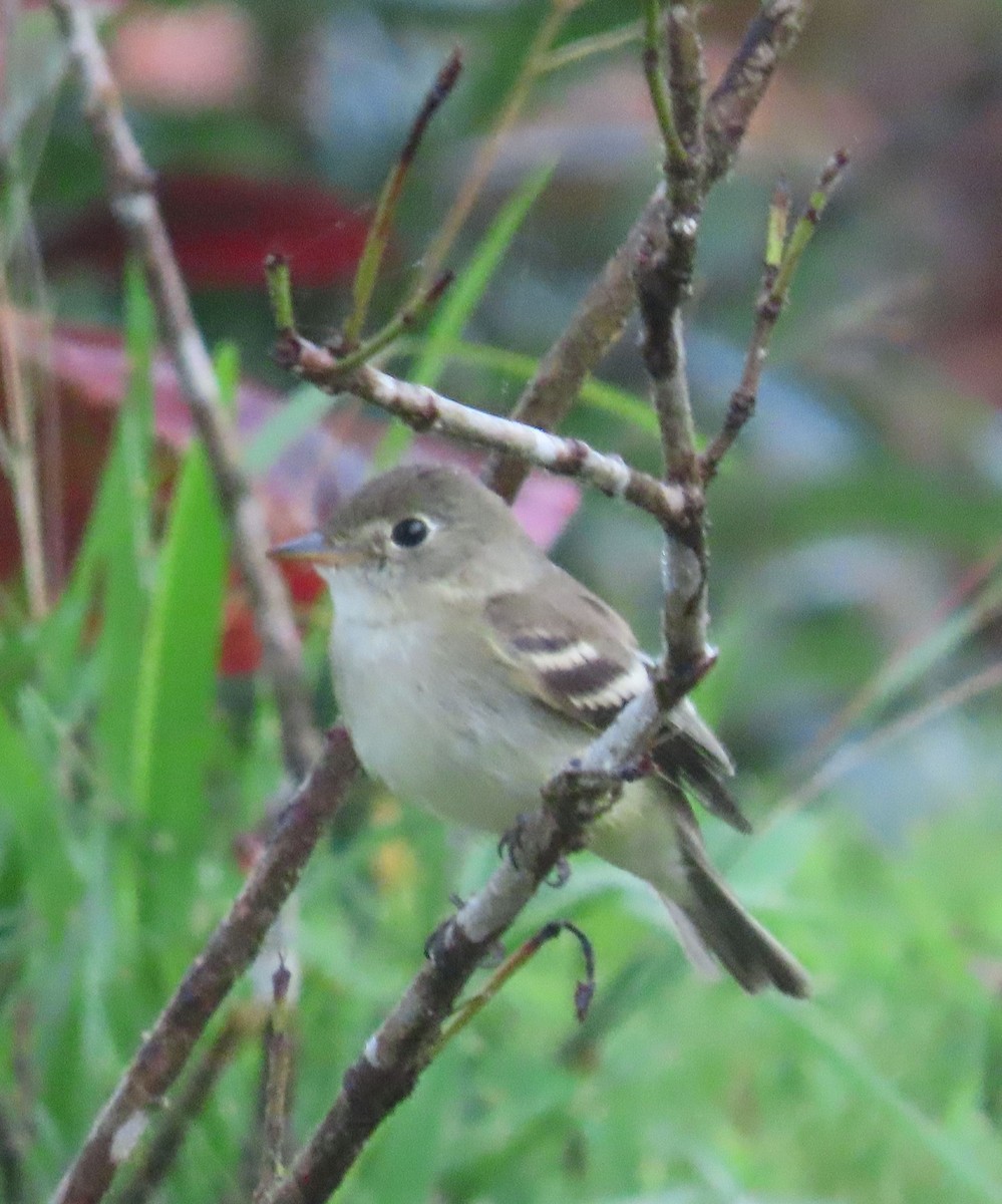 חטפית Empidonax בלתי-מזוהה - ML646135248