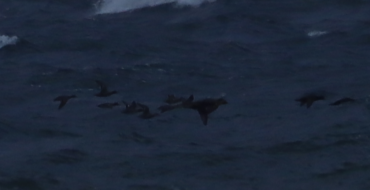 Green-winged Teal - ML646135251