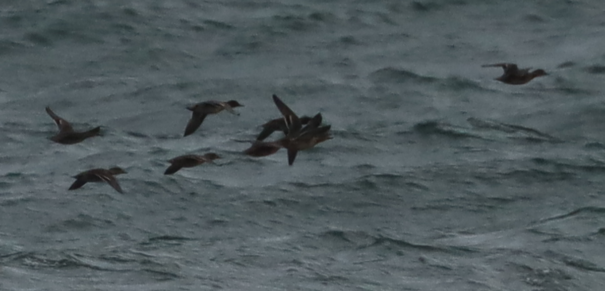 Green-winged Teal - ML646135252