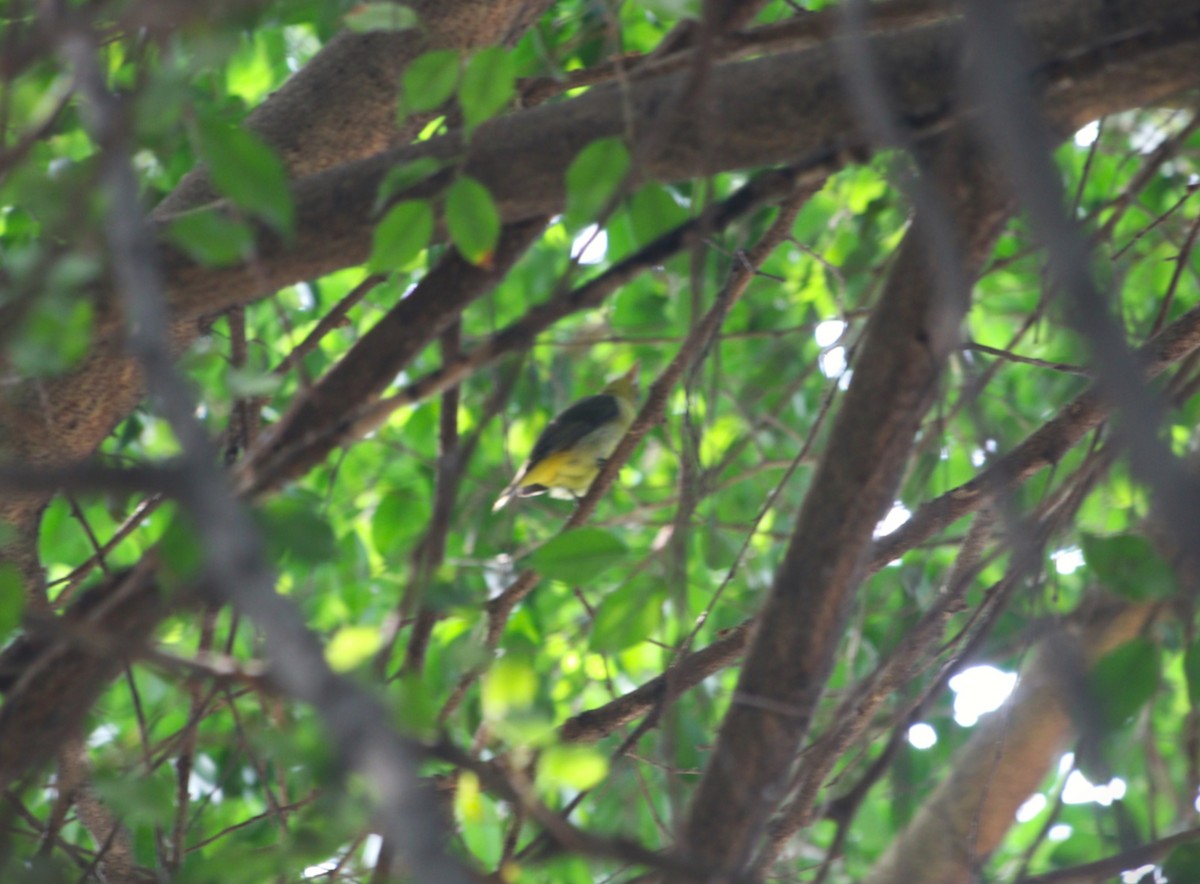 Scarlet Tanager - ML646135253