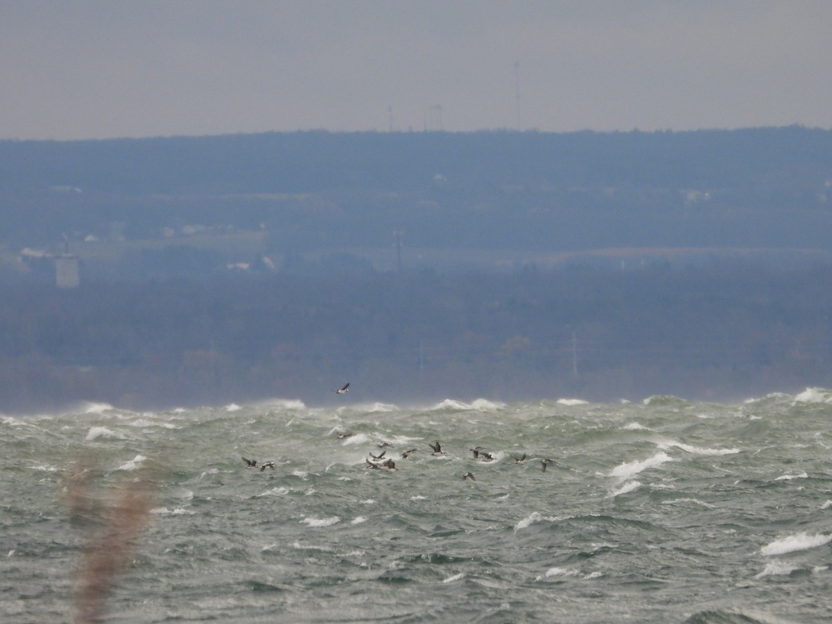 Bufflehead - ML646135254