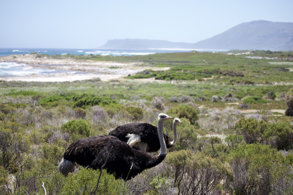 Common Ostrich - ML646135255