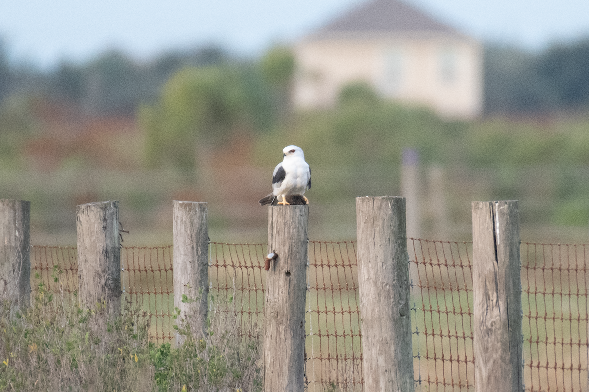 White-tailed Kite - ML646135256