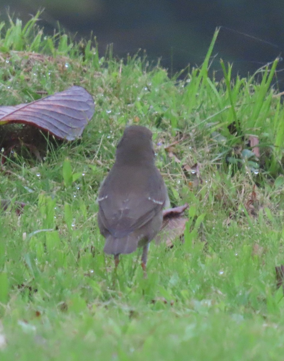 Gray-cheeked Thrush - ML646135257