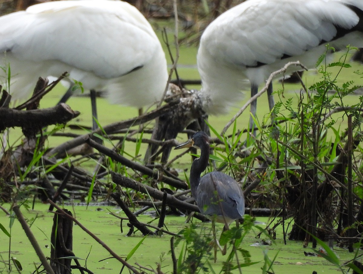 Tricolored Heron - ML646135258