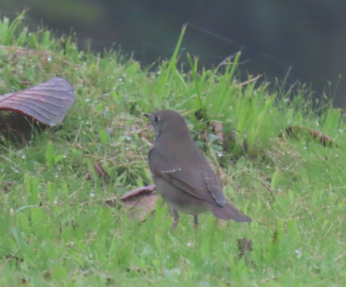 Gray-cheeked Thrush - ML646135259