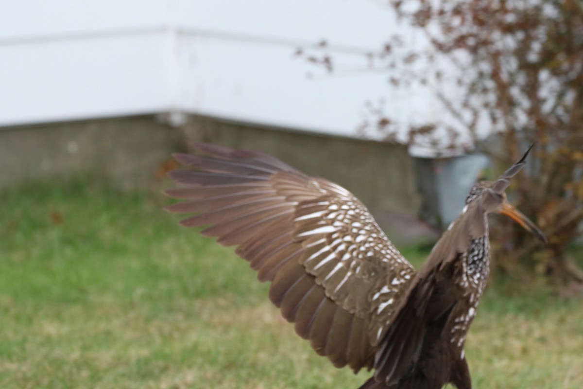 Limpkin (Speckled) - ML646135264