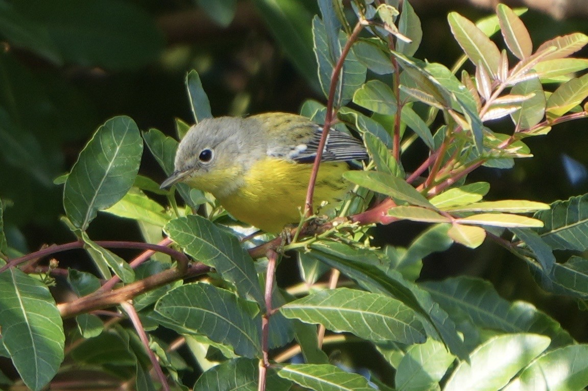 Magnolia Warbler - ML646135265