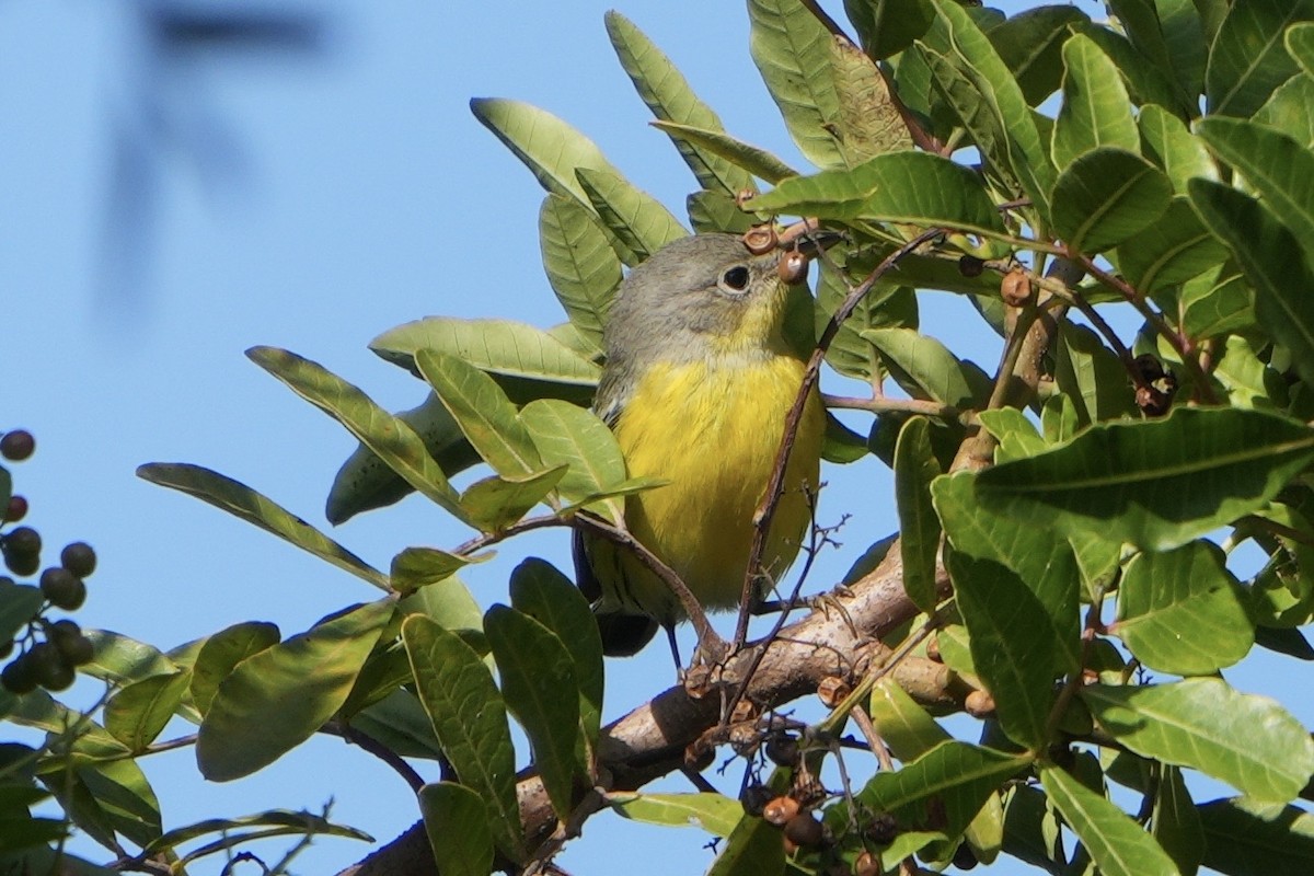 Magnolia Warbler - ML646135266