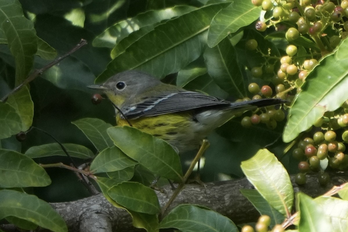 Magnolia Warbler - ML646135267