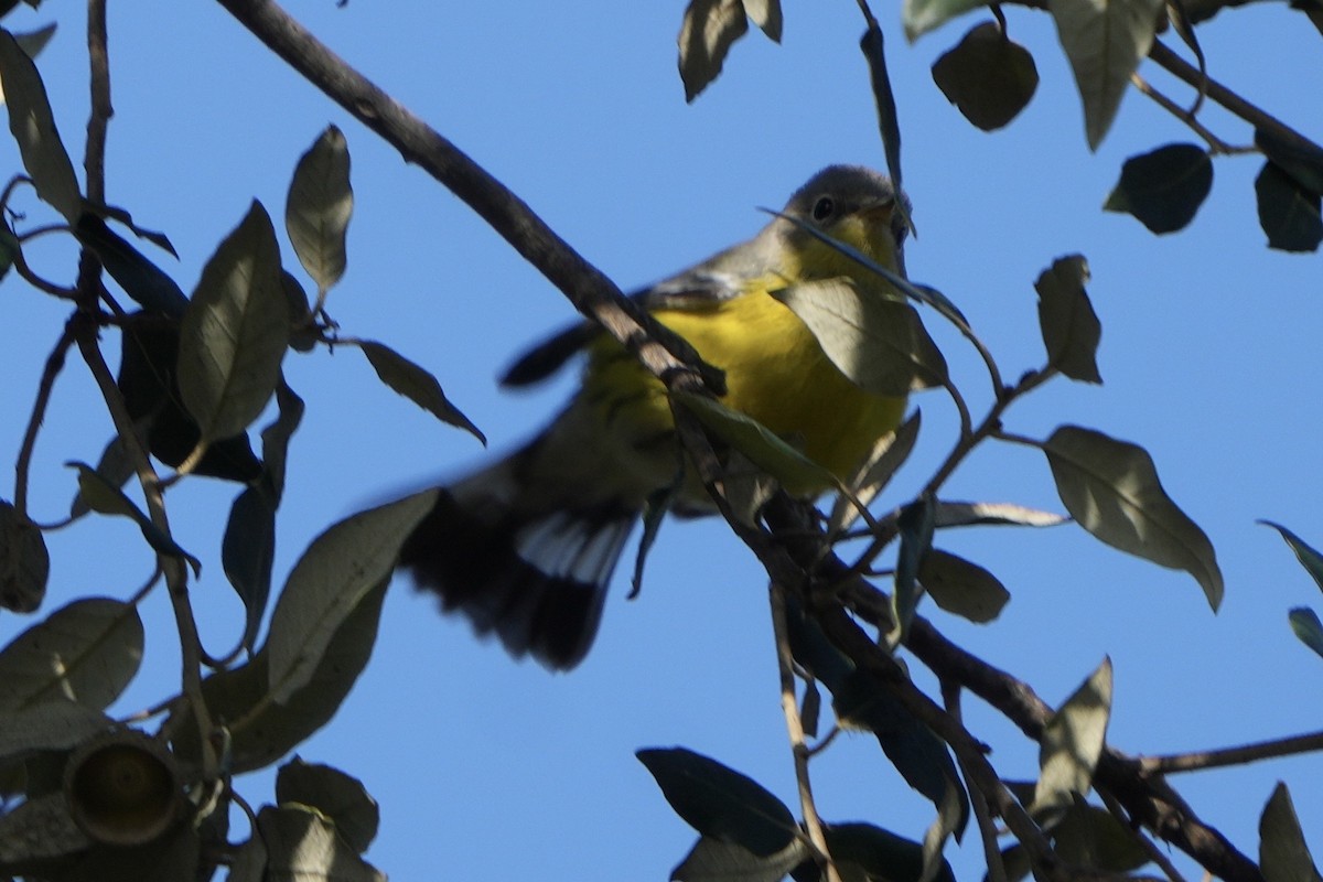 Magnolia Warbler - ML646135268