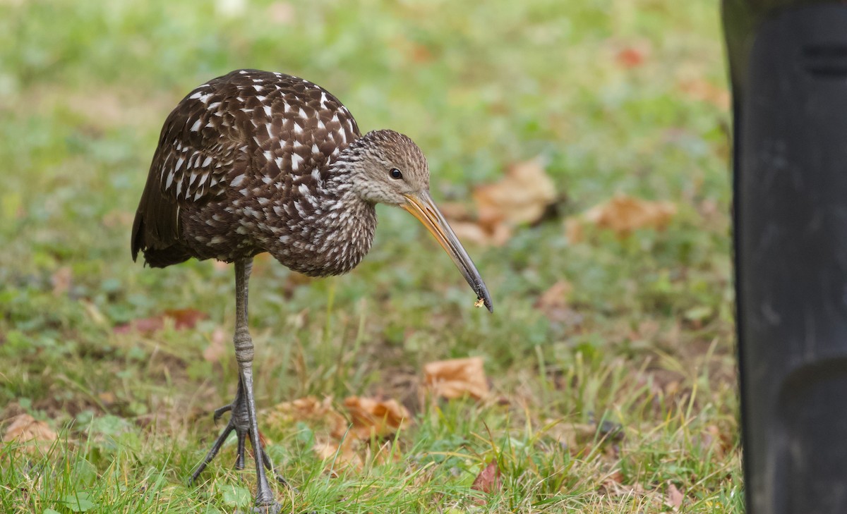 Limpkin (Speckled) - ML646135269