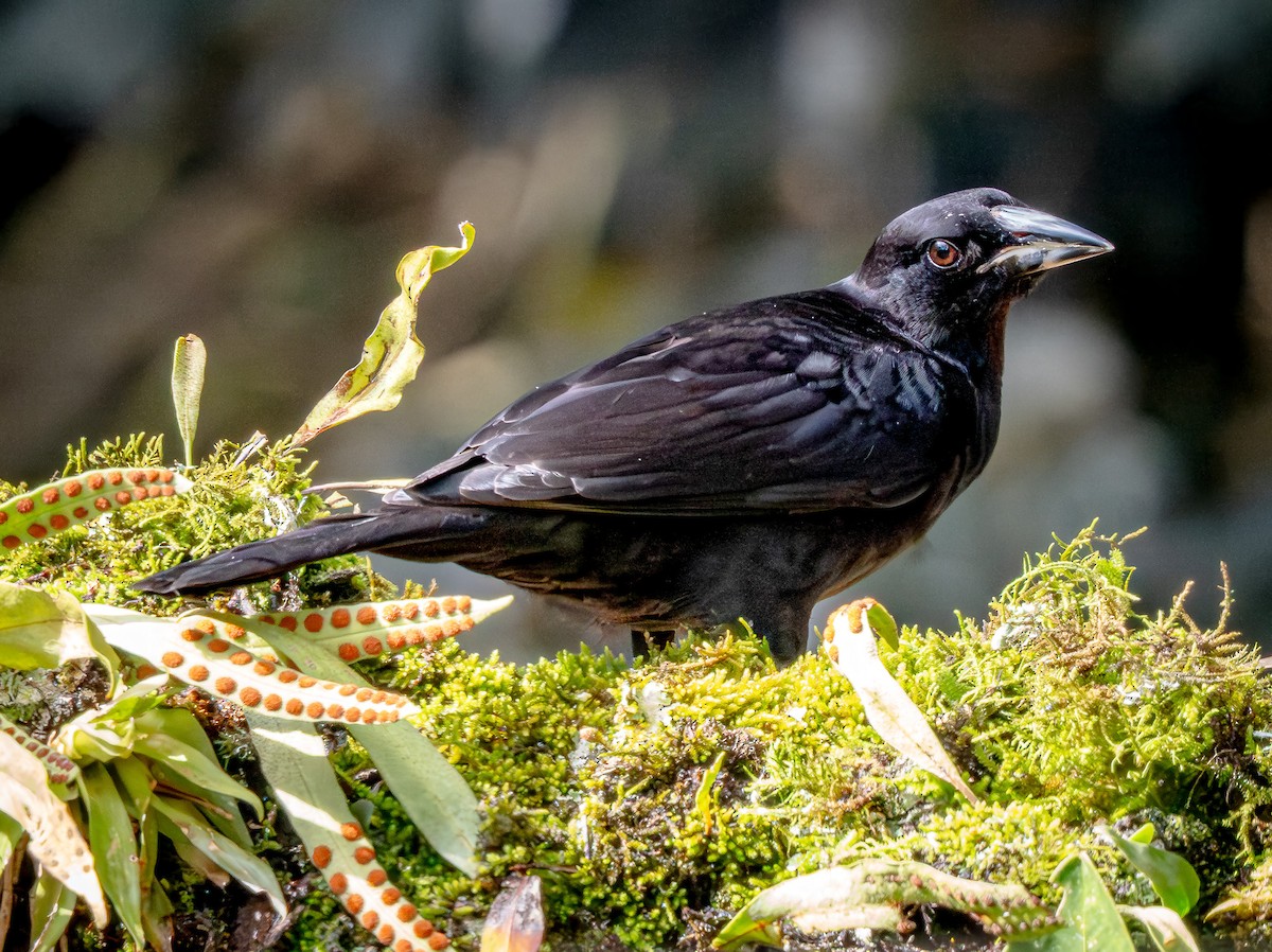 Giant Cowbird - ML646135276