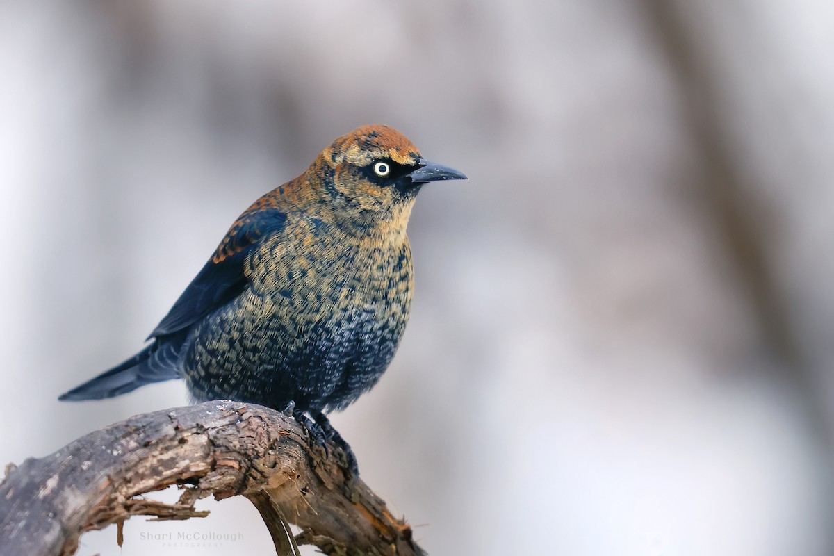 Rusty Blackbird - ML646135277