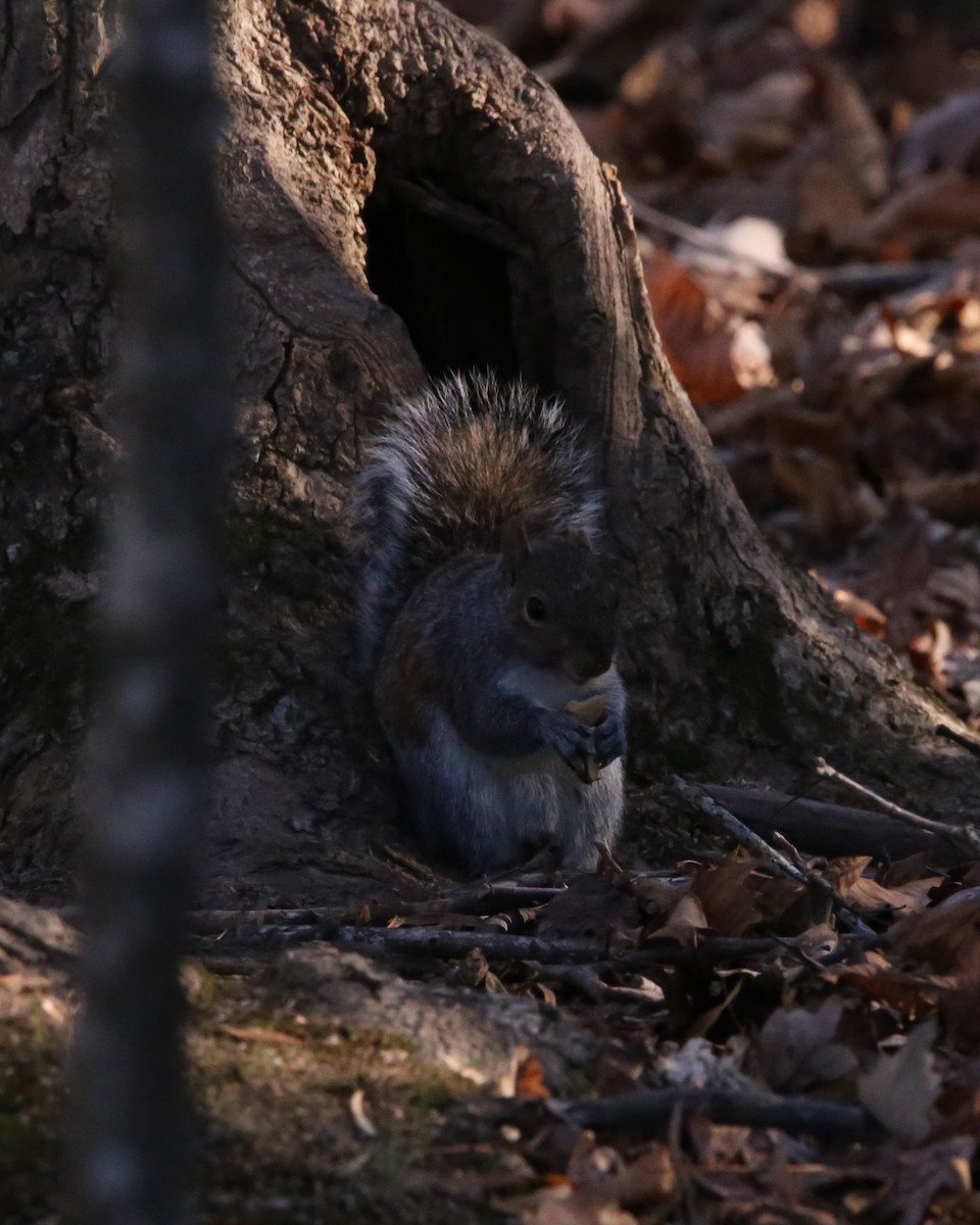 Eastern Gray Squirrel - ML646135278
