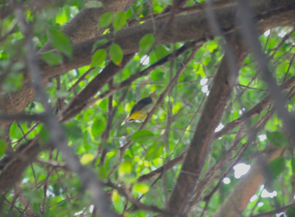 Scarlet Tanager - ML646135279