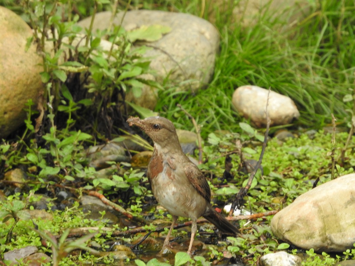 Black-billed Thrush - ML646135280