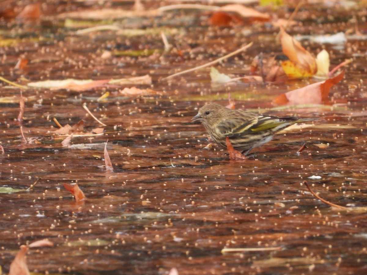 Pine Siskin - ML646135281
