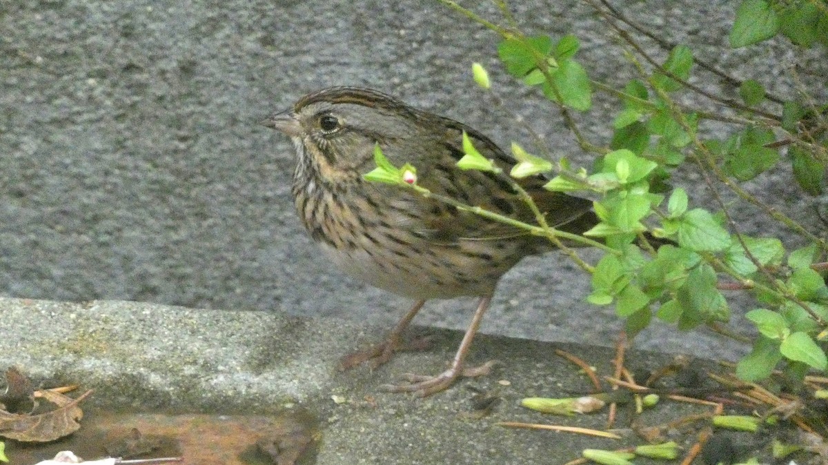 strnadec pruhohlavý - ML646135282