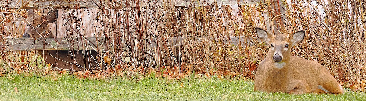 White-tailed Deer - ML646135283