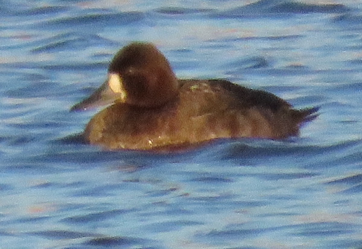 Rotkopfente - ML646135284