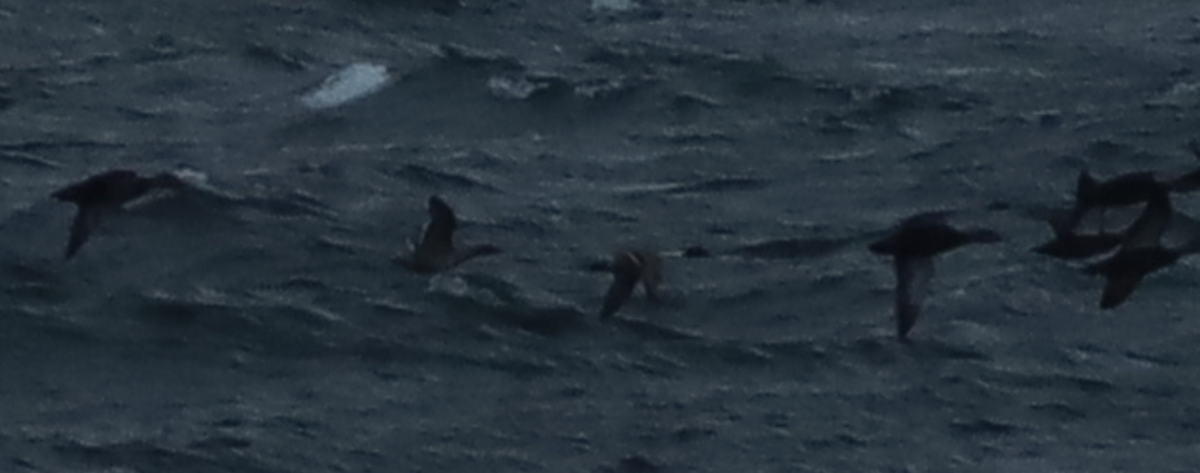 Northern Pintail - ML646135285