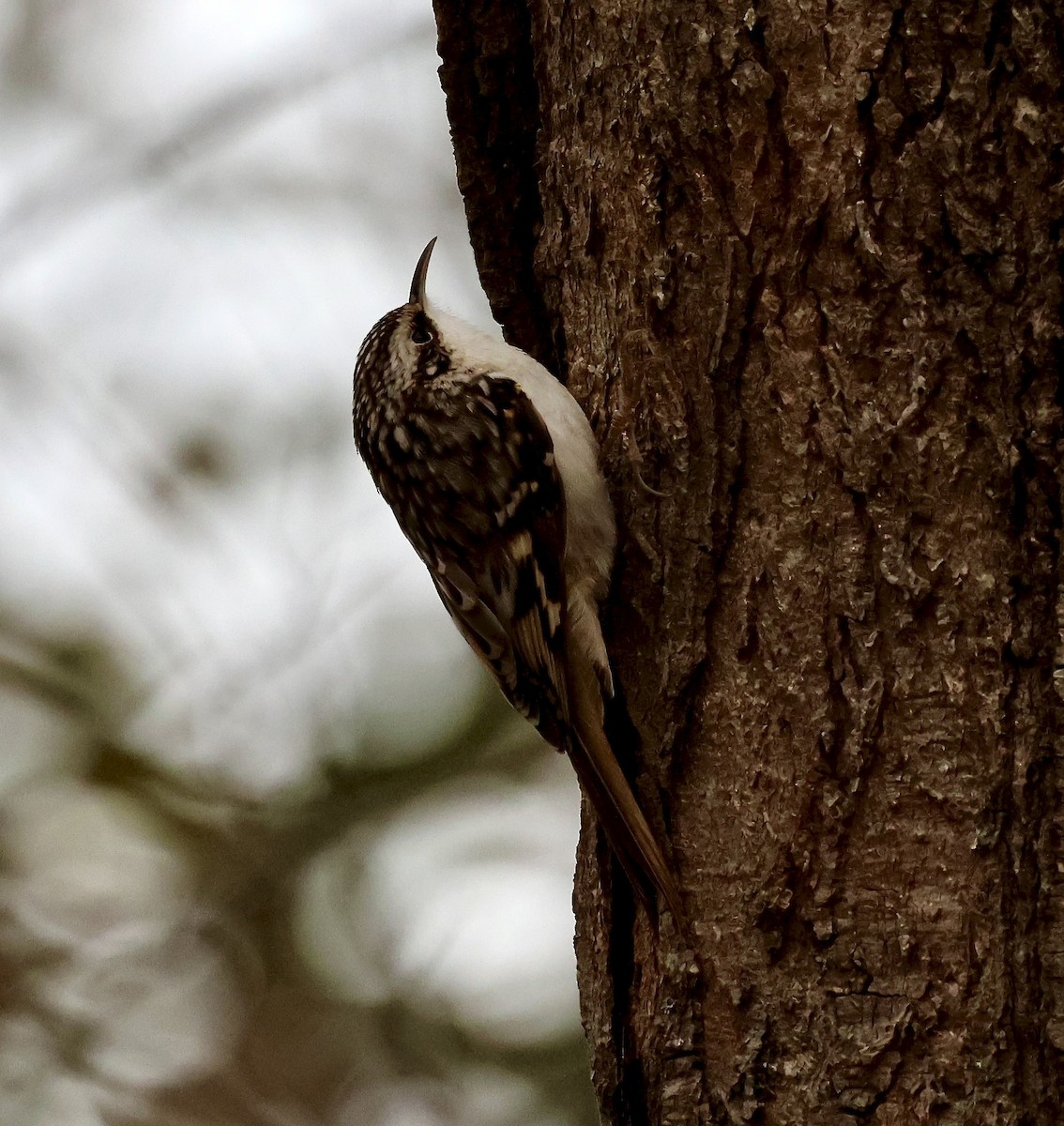 Brown Creeper - ML646135288