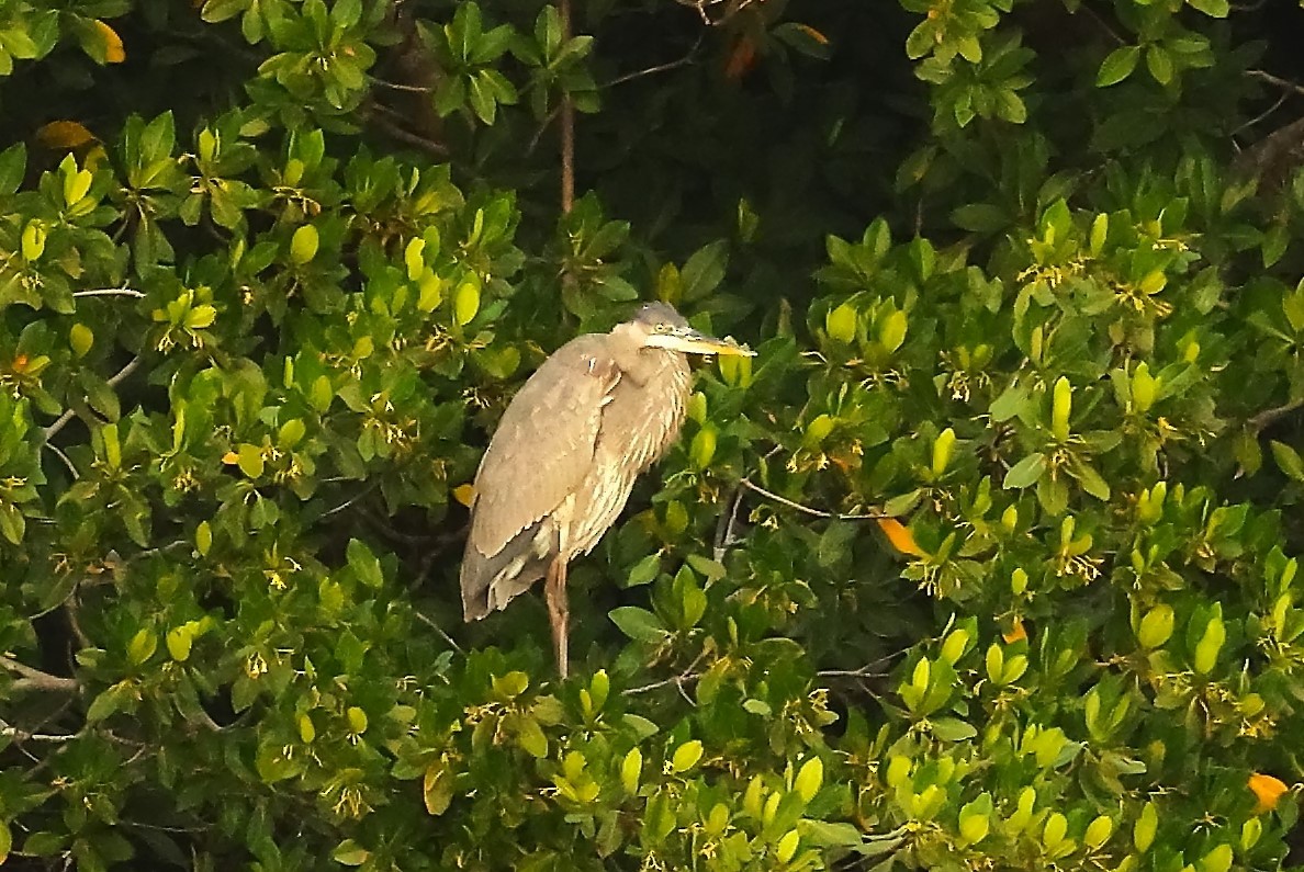 Great Blue Heron - ML646135289