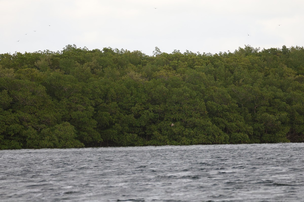 Great Blue Heron - ML646135290