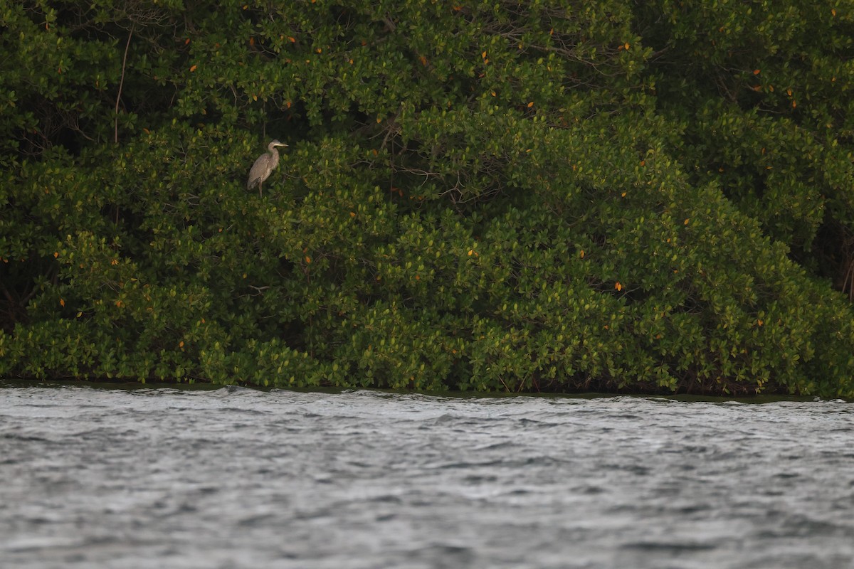 Great Blue Heron - ML646135291