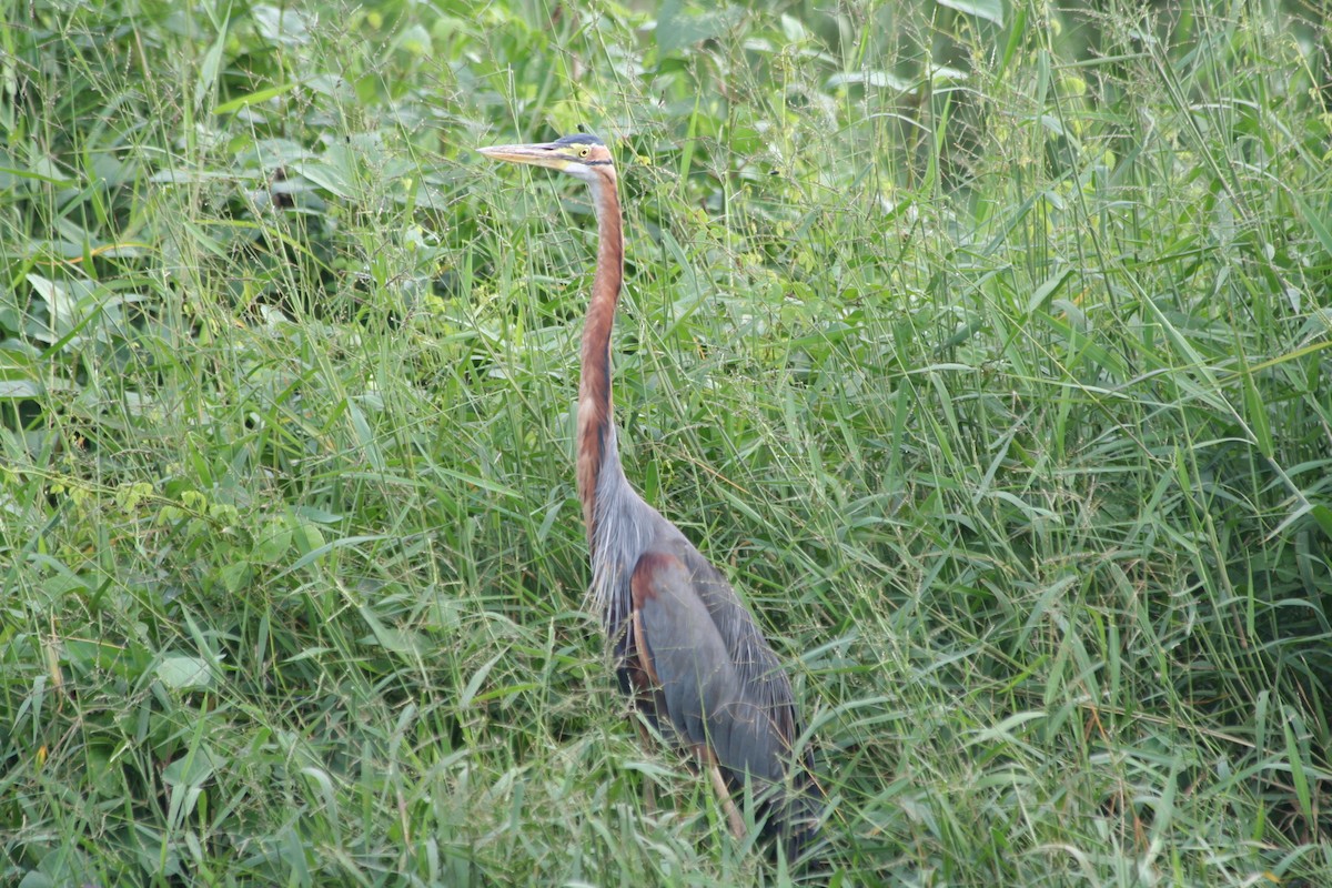 Purple Heron - ML646135292