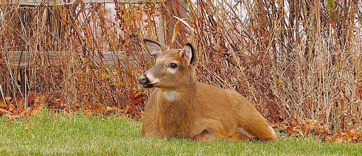White-tailed Deer - ML646135293