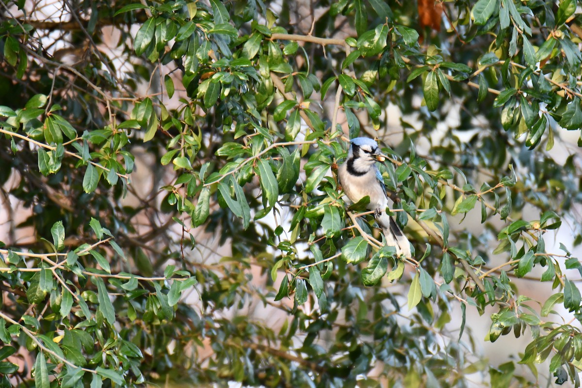 Blue Jay - ML646135297