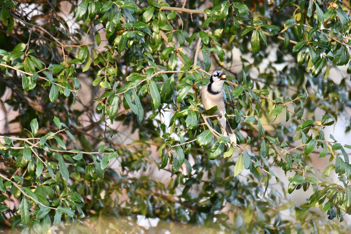 Blue Jay - ML646135298