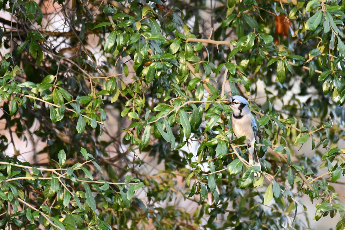 Blue Jay - ML646135299