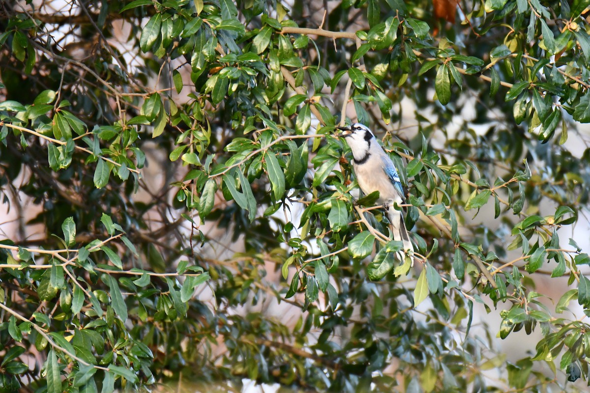 Blue Jay - ML646135300