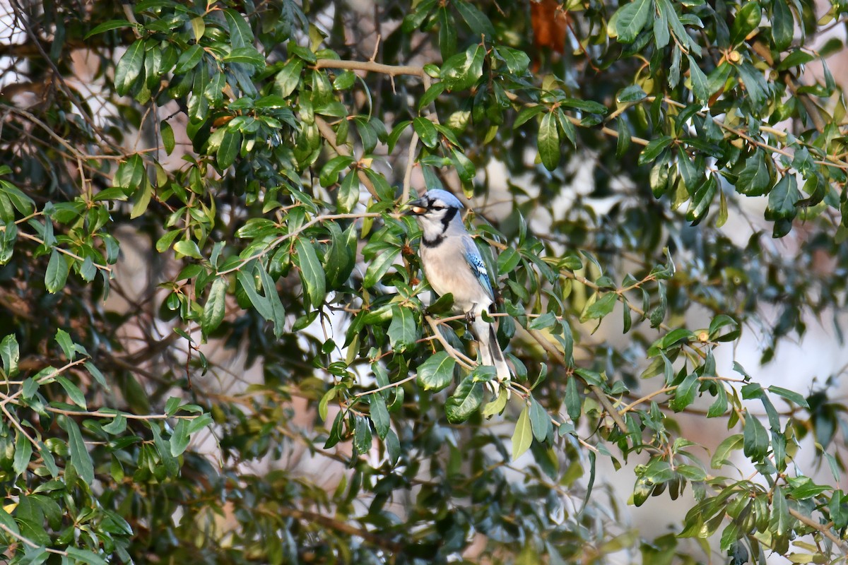 Blue Jay - ML646135301