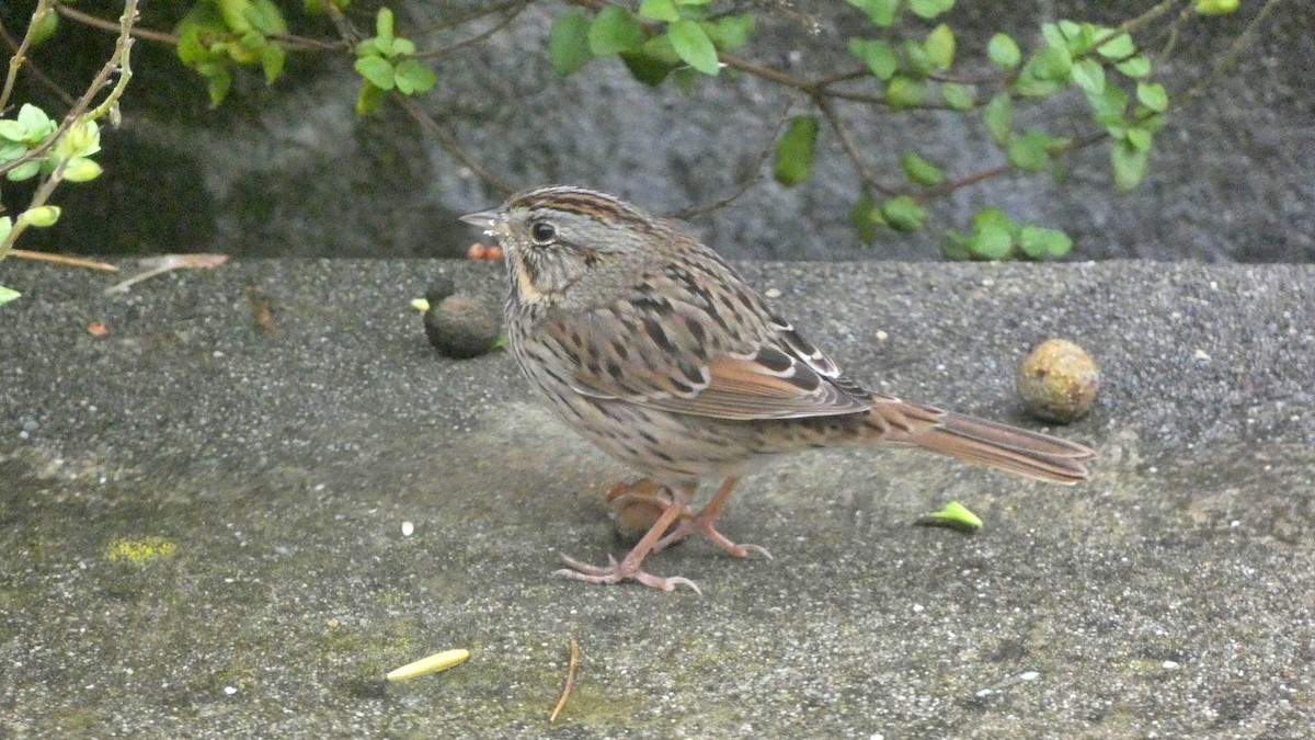 strnadec pruhohlavý - ML646135302