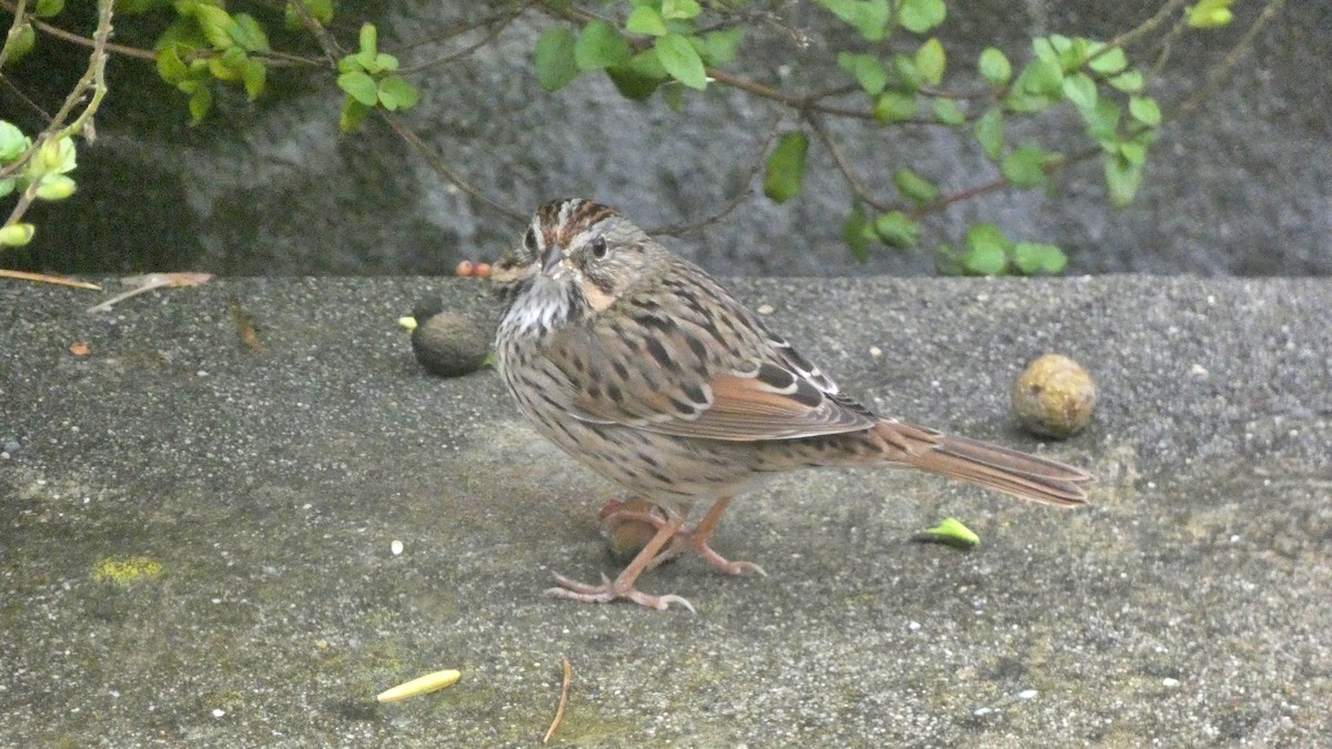 strnadec pruhohlavý - ML646135303