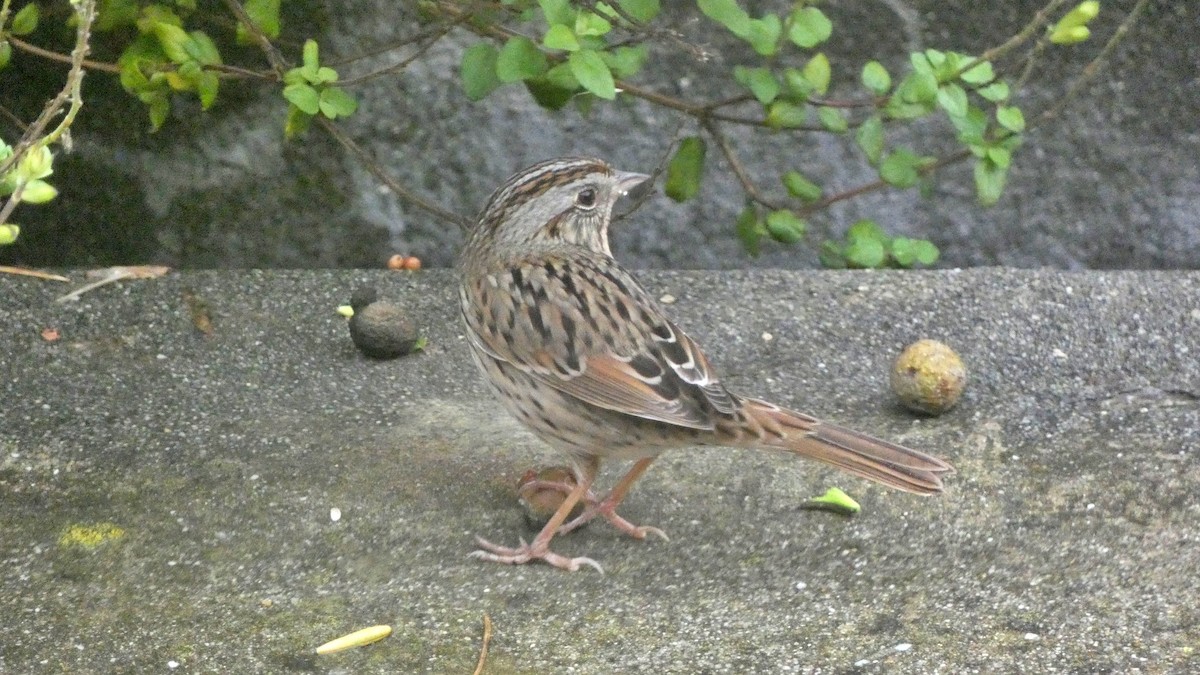 strnadec pruhohlavý - ML646135304