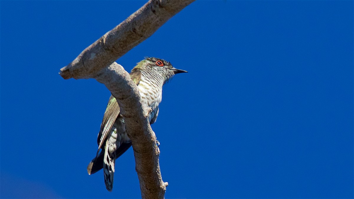 Little Bronze-Cuckoo - ML646135311