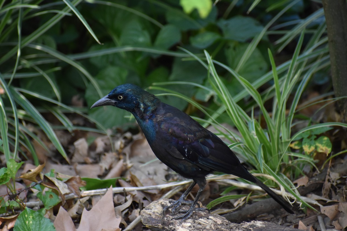 Zanate Común - ML646135321